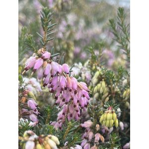 Winterheide Roze - 10 Stuks - Erica carnea 'Loughrigg' - P9.5