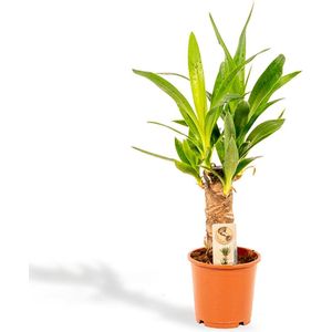 Yucca - Palmlelie -50 cm hoog, ø12cm - Makkelijke kamerplant - Tropische palm - Luchtzuiverend - Vers van de kwekerij
