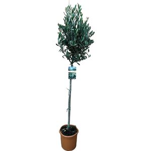 Fruitboom – Olijf boom (Olea Europaea) met bloempot – Hoogte: 170 cm – van Botanicly