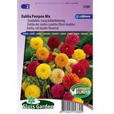 Sluis Garden - Dahlia Pompon Mix