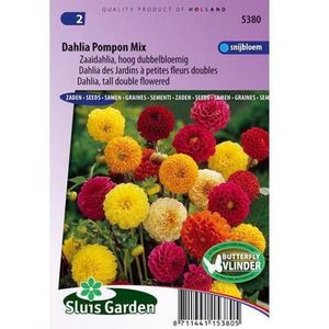 Sluis Garden - Dahlia Pompon Mix