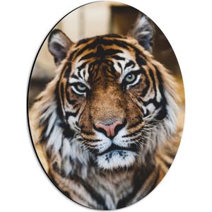 WallClassics - Dibond Ovaal - Tijger in het Circus - 30x40 cm Foto op Ovaal (Met Ophangsysteem)