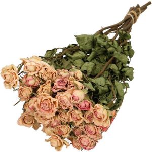 Lichtroze gedroogde trosrozen | Rozen droogbloemen | 10 rozen per bos | Lengte 50 centimeter | Per bos te bestellen