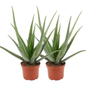 XXL Aloë Vera - 2 stuks - Ø 19 cm - Hoogte: 60cm - Vetplant - Makkelijk te onderhouden Aloe Vera - Kamerplant - Vetplant - Succulent - Aloë - luchtzuiverend