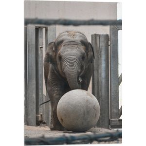 WallClassics - Vlag - Baby Olifant met een Bal - 40x60 cm Foto op Polyester Vlag