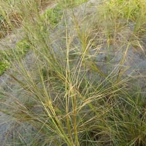 6x Vedergras - Stipa capillata - Pot 9x9cm