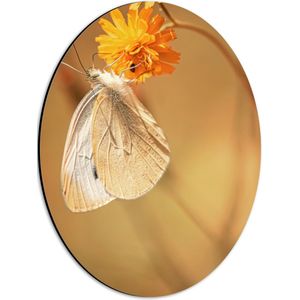WallClassics - Dibond Ovaal - Witte Vlinder op Oranje Bloem - 30x40 cm Foto op Ovaal (Met Ophangsysteem)