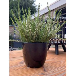 Zomerheide Wit - 10 Stuks - Calluna vulgaris 'White Angie' - P10.5 - Plant - Tuinplant - Heide