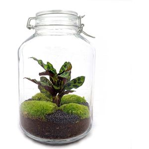 Terrarium - Jar plant - Calathea - ↑ 28 cm - Ecosysteem plant - Kamerplanten - DIY planten terrarium - Mini ecosysteem