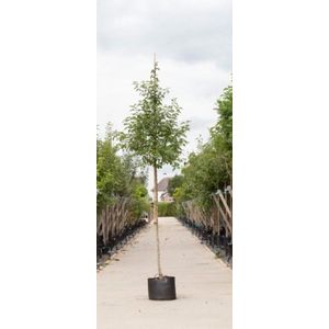 Rode sierappel 'Red Sentinel' | Malus 'Red Sentinel' 10-14 cm | Bomenbezorgd.nl