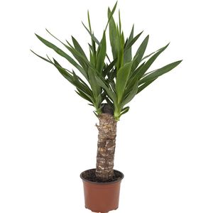 Yucca – Palmlelie (Yucca) met bloempot – Hoogte: 50 cm – van Botanicly