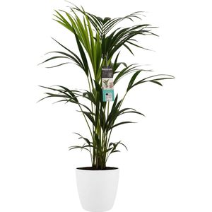 The Green Corner - Kentia Palm in ELHO sierpot (wit) - Hoogte 100cm - Diameter 21cm