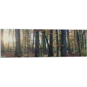 WallClassics - Vlag - Herfstig Bos met Bruine Bladeren op de Grond - 90x30 cm Foto op Polyester Vlag