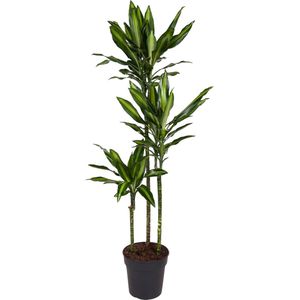 Cintho Drakenplant / Dracaena Cintho / Halfschaduw kamerplant - ca. 1.6 m hoog, potmaat 24 cm