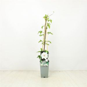 Plants Online - Tuinplanten - Klimplanten - Set van 3 - Clematis 'Miss Bateman' - 2 liter pot - Plant 60-70 cm