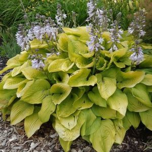 6x Hartlelie - Hosta ‘August Moon’ - Pot 9x9cm