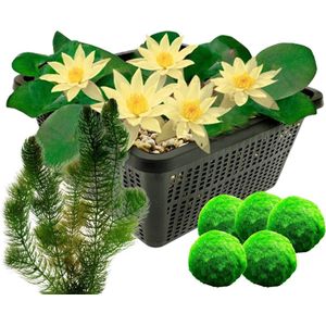 vdvelde.com - Gele dwergwaterlelie + Zuurstofplanten tegen Algen - Combi set - 8 planten - Plaatsing: -1 tot -40 cm