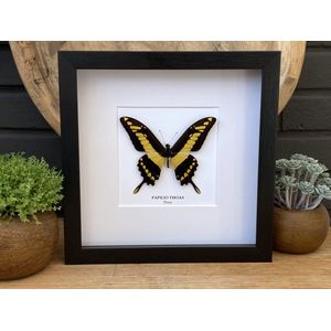 Lijst met opgezette vlinder "" Papilio Thoas "" Taxidermie - Entomologie