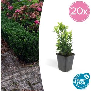 20x Japanse kardinaalsmuts 'Green Spire' - Euonymus - Ideale Haag plant - 15 cm - Ø9cm