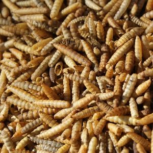 Nutriworms - Larve Zwarte Soldaatvlieg - 35,7 Liter - 5KG - Buitenvogelvoer