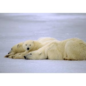 Dibond - Dieren - Wildlife / Ijsbeer in wit / grijs / zwart  - 80 x 120 cm.
