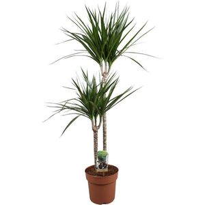 Dracaena Marginata Drakenboom - 110 cm -Ø19 Groene Kamerplant -Sierplantenshop