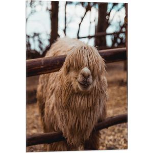 WallClassics - Vlag - Grappige Alpaca bij Hek - 50x75 cm Foto op Polyester Vlag