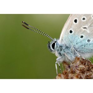 Dibond - Dieren - Wildlife / Vlinder / nachtvlinder in wit / beige / groen / zwart - 120 x 180 cm.
