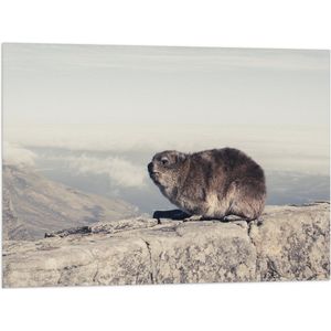 WallClassics - Vlag - Marmot op de Muur - 80x60 cm Foto op Polyester Vlag