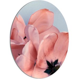 WallClassics - Dibond Ovaal - Tulipa Gesneriana Roze Bloem op Pastelblauwe Achtergrond - 60x80 cm Foto op Ovaal (Met Ophangsysteem)