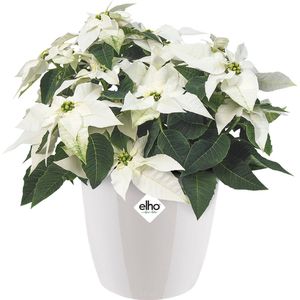 Elho Brussels Diamond Rond 14 - Bloempot voor Binnen - Ø 13.6 x H 12.5 cm - Wit