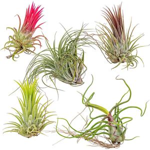 Tillandsia Mix - Luchtplantjes - Set van 5 - Kamerplant - Onderhoudsvriendelijke plant voor binnen