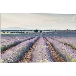 WallClassics - Vlag - Rijen Paarse Lavendel - 60x40 cm Foto op Polyester Vlag