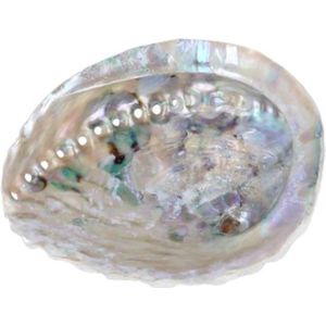 Abalone smudge schelp - parelmoer - 13-15 cm