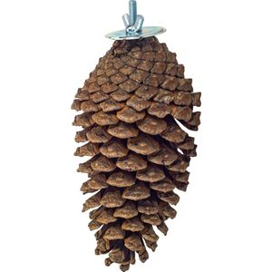 Back Zoo Nature Foraging Pine Cone