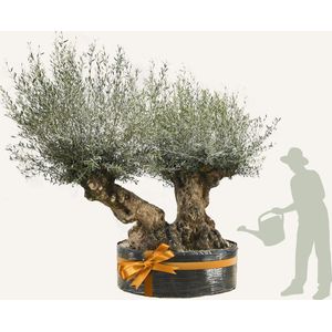 Evergreens - Olijfboom - Olea europaea - 'Bonsai Dubbele stam' - Bonsai - 160/180 - Olea Europea - Olijfboom op stam in net - Winterhard - Groenblijvend - Olijven - Voeding