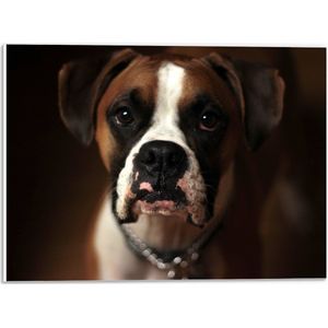 WallClassics - PVC Schuimplaat- Bruine Hond met Witte Vlekken - Boxer - 40x30 cm Foto op PVC Schuimplaat