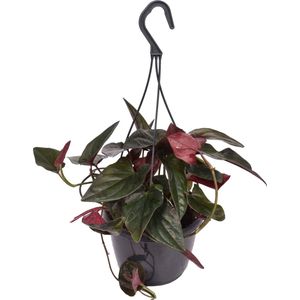 Groene plant – Gatenplant (Syngonium Erythrophyllum Red Arrow Inpot) met bloempot – Hoogte: 30 cm – van Botanicly