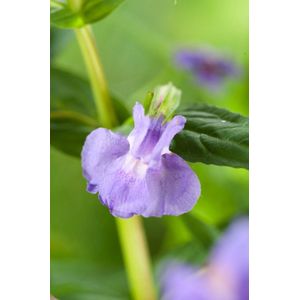 Plants Online - Tuinplanten - Vaste planten - Set van 5 - Mimulus ringens - 0.7 liter pot - Plant
