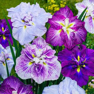 Iris - Ensata - Bloembollen - 5 stuks - Meerkleurig - Bloem bollen - Meerjarig Mix