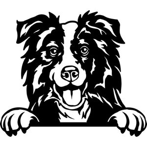 Sticker - Glurende Hond - Border Collie - Zwart - 25x20cm - Peeking Dog