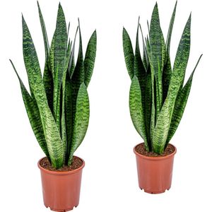 Vrouwentong | Sansevieria XL 'Zeylanica' per 2 stuks - Kamerplant in kwekerspot ⌀17 cm - 65 cm