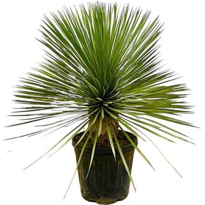 Yucca – Palmlelie (Yucca Rostrata) – Hoogte: 80 cm – van Botanicly