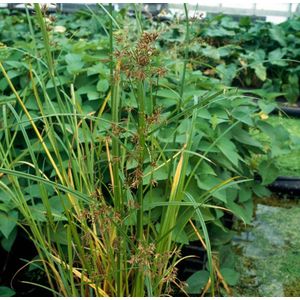 Plants Online - Tuinplanten - Waterplanten - Set van 5 - Cyperus longus - 0.7 liter pot - Plant
