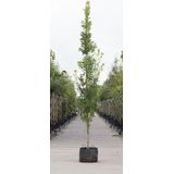 Zuil eik | Quercus robur 'Fastigiate Koster' 20-40 cm| Bomenbezorgd.nl