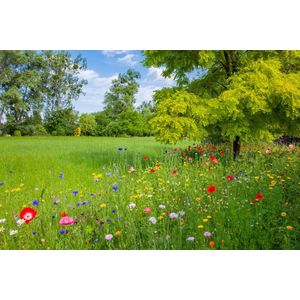 Veldbloemen zaad - Gemengde Zomerbloem 50 gram 25 m2 - goudsbloem - korenbloem- ganzebloem - cosmea - slaapmutsje