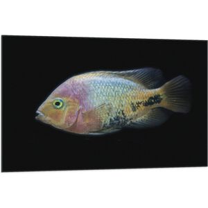 WallClassics - Vlag - Pastelkleurige Vis - 105x70 cm Foto op Polyester Vlag
