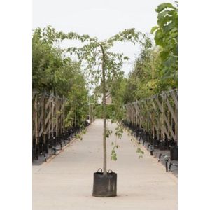 Groene treur sierappel Malus Red Jade stamhoogte 220 cm stamomtrek 6-10 cm totaalhoogte 240-260 cm