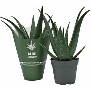 Plantenboetiek.nl | Aloe MEDIVERA Equator - Ø14cm - 30cm hoog - Kamerplant - Groenblijvend - Cactus & Vetplanten