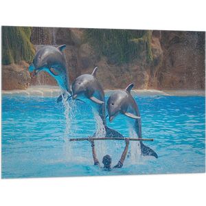 WallClassics - Vlag - Springende Dolfijnen - 100x75 cm Foto op Polyester Vlag